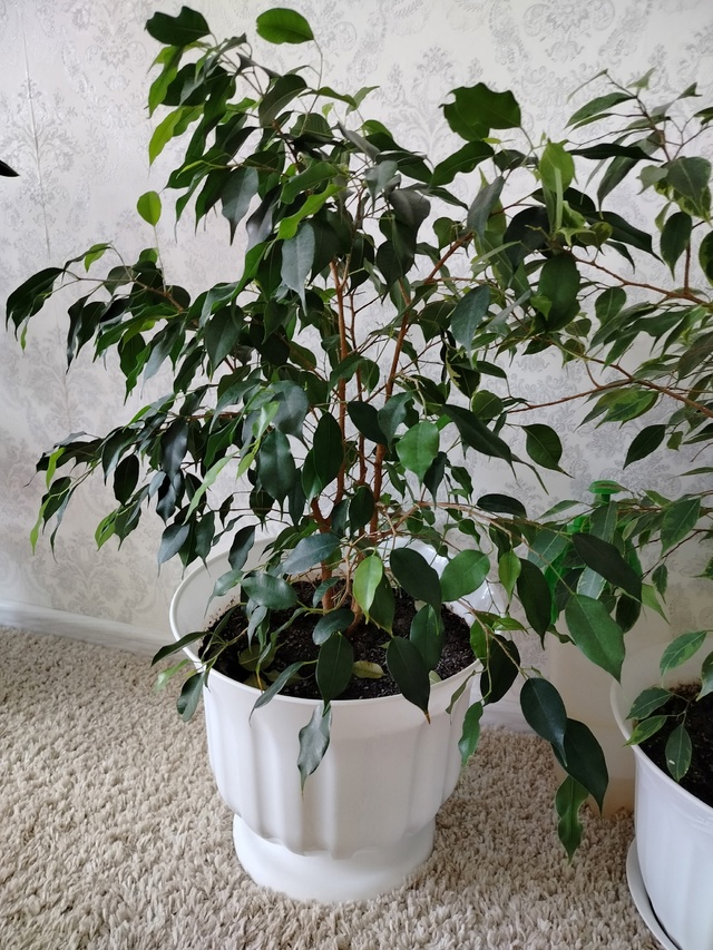 Продам комнатные цветы 89058168625