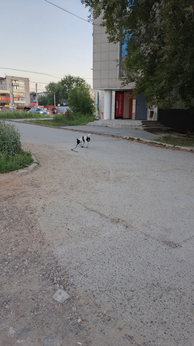 Кто потрерял пёсика, бегает у тц аврова с поводком.