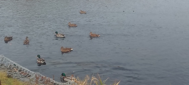 Осенние краски осени