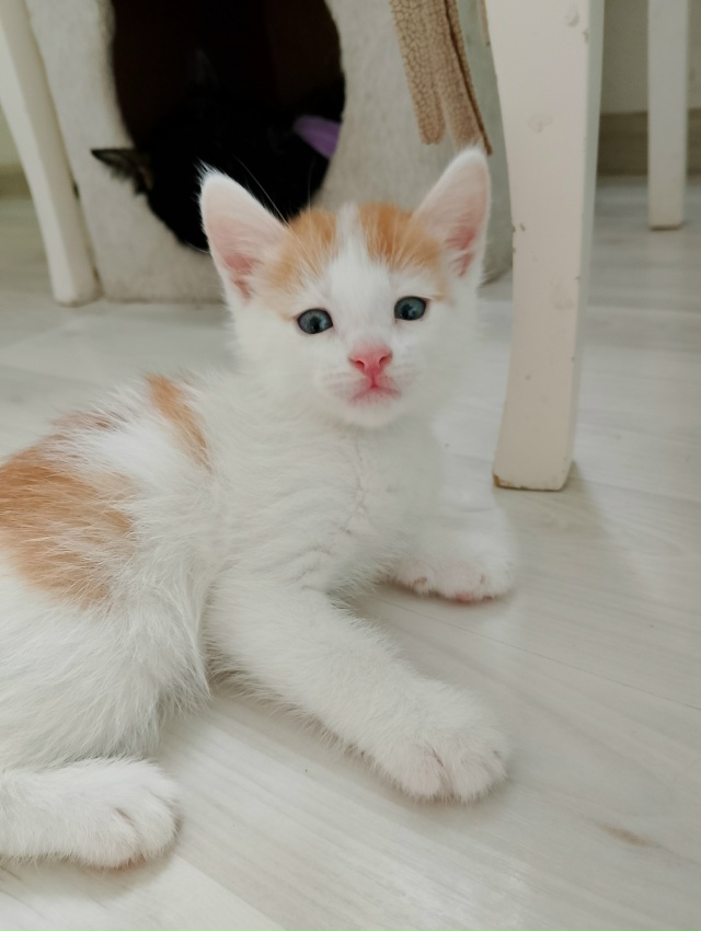 Срочно отдадим котят в хорошие руки, ласковые, игривые,...