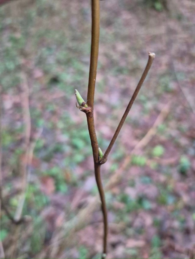 Природа оживает заново походу. Кустики в лесу дают нов?...