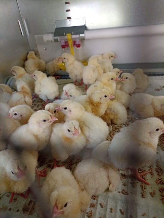 Продам цыплят бройлеров
Цена 180 штука