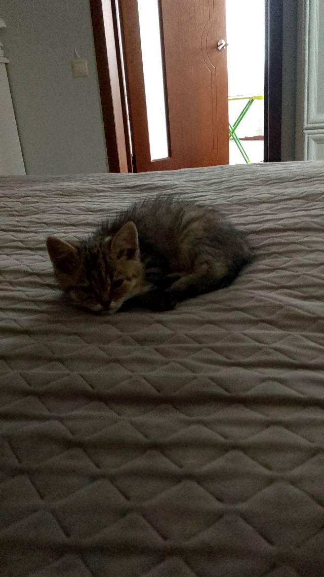 Отдам в добрые руки