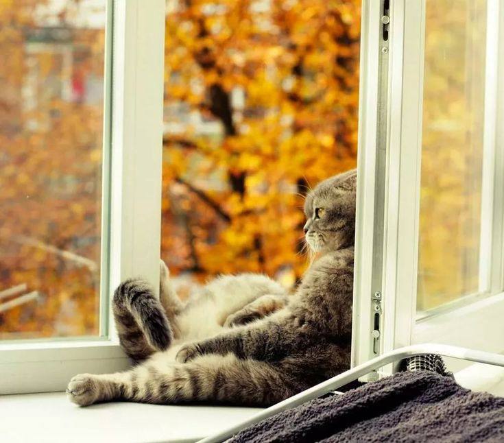 🍂 Сегодня отмечается День осеннего одиночества
Отправь тому, кому сейчас одиноко