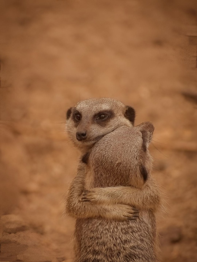 Сурикаты обнимаются не потому, что мёрзнут, а потому чт...