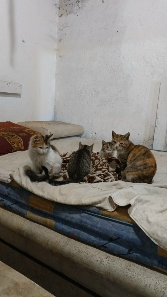 Добрый вечер.
Пропали котята, возле магазина-Пятёрочк?...