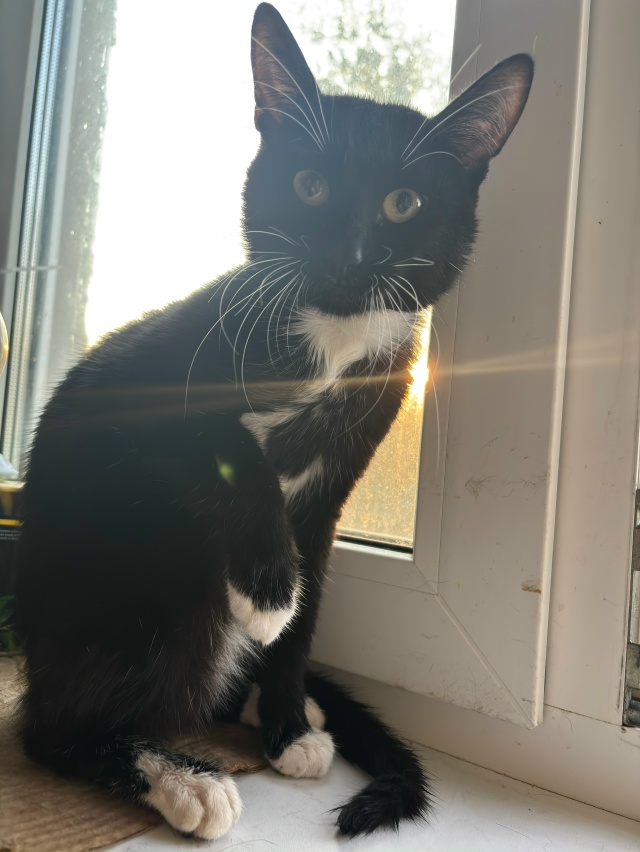 Добрый вечер
9 октября на улице Урицкого пропал кот, зо?...