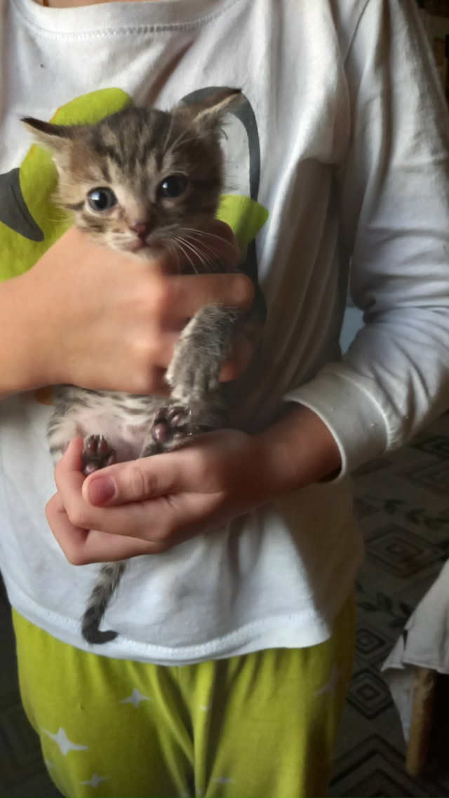 Отдам котят.89530016329