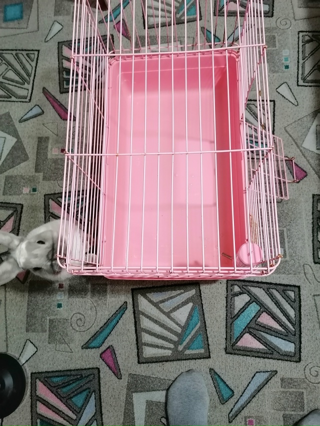 Спасибо большое Дарье за клетку для зайки 🤗❤️