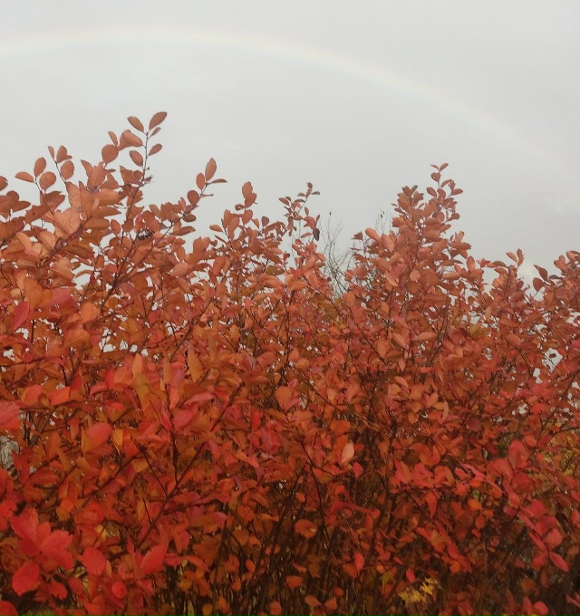 Радуга в октябре ?
#Я_тебя_видел@podslushano_velsk