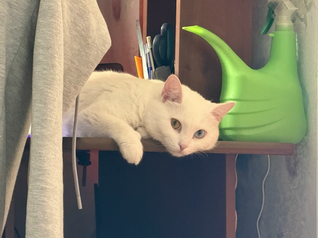 Прекрасное утро, полила бляцкие растения кота Михаила ...