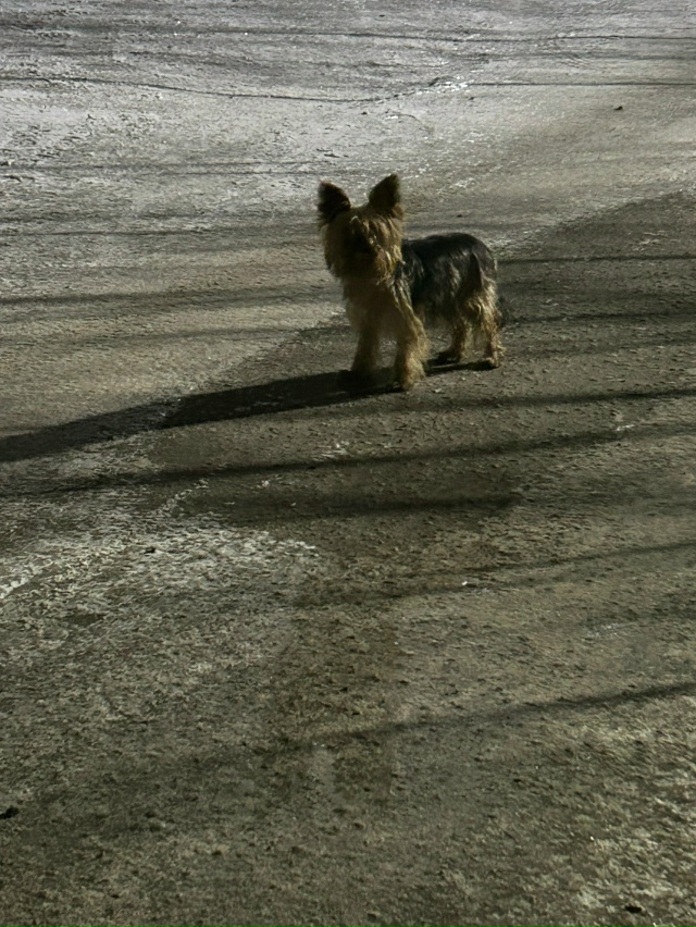 К-Либкнехта 5, гуляет среди ночи совершенно одна
Может ?...