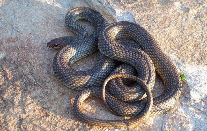 В Башкортостане змея цапнула своего хозяина за яйцо.
41-летний житель Салавата разводит у себя дома