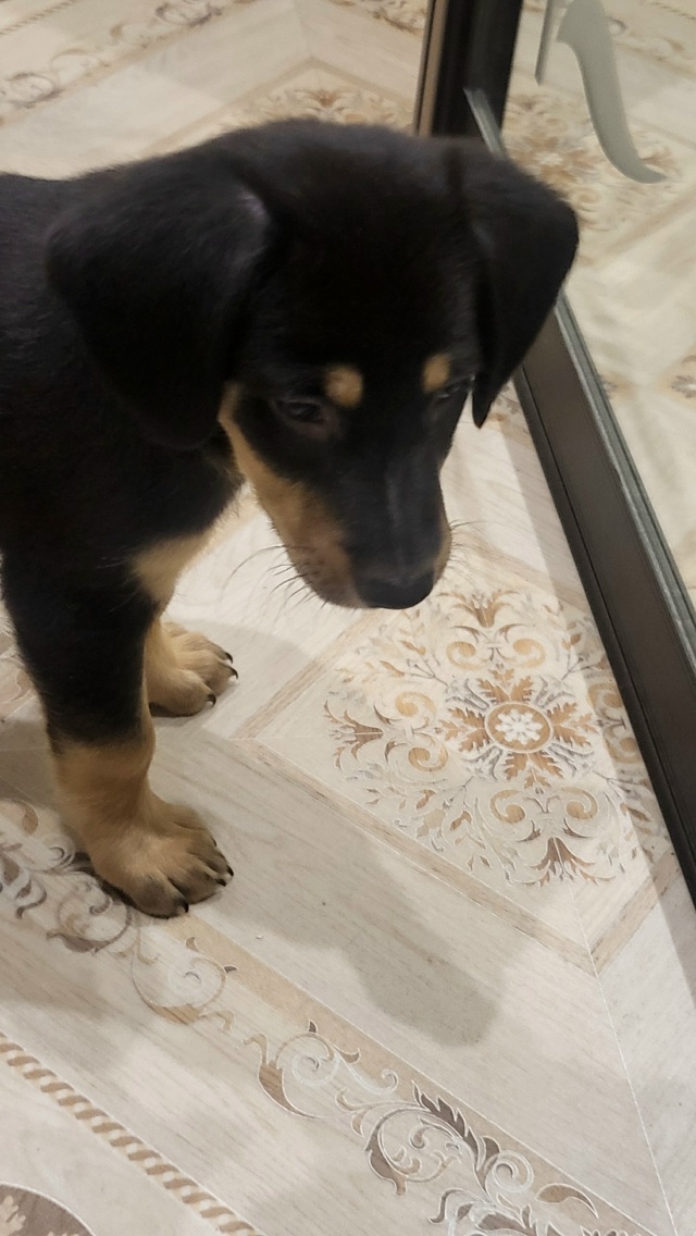 В районе Руси найден щенок. Хозяин отзовись!
89157941852