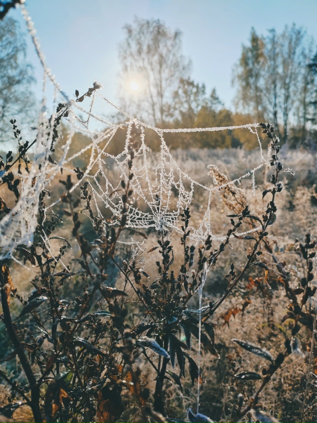 Первые заморозки в Лужском районе.