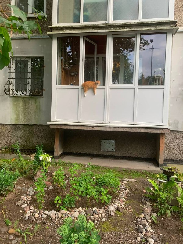 😂 Наполовину уличный кот