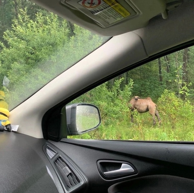 В районе Углича был замечен верблюд 🐫