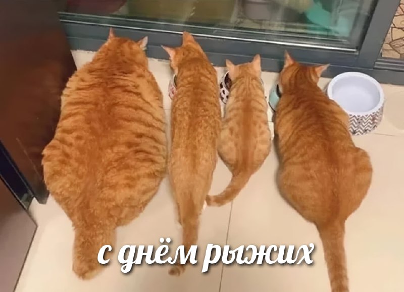 Сегодня отмечается Вceмиpный дeнь pыжиx
