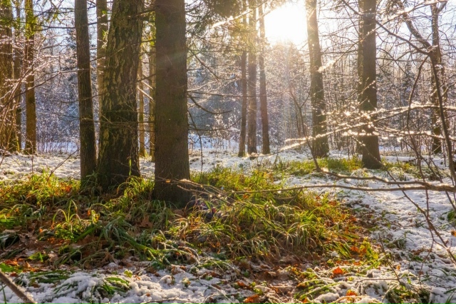 Парк «Лосиный остров»
Лосиный остров расположен на т...