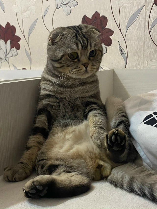 Потерялся кот, кто видел сообщите.
тел. 89233264475