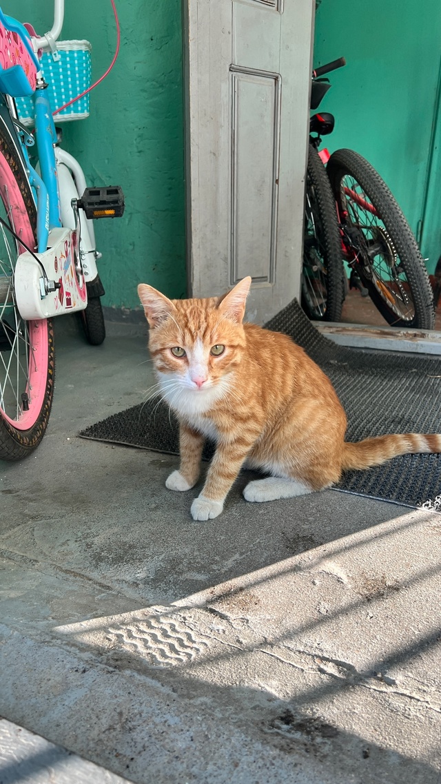 Ну Возьмите Котика домой в добрые руки. Очень воспитан?...