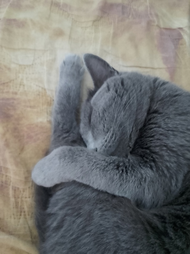 Кот Миша (не будем составлять конкуренцию замечательн?...