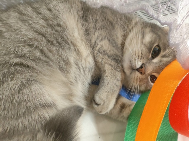 Не #мявстерская
....и ленточки!