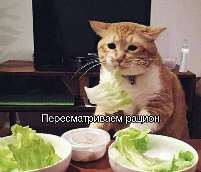я после того, как мою ленту заполонили рилсы с показа Виктории Сикрет