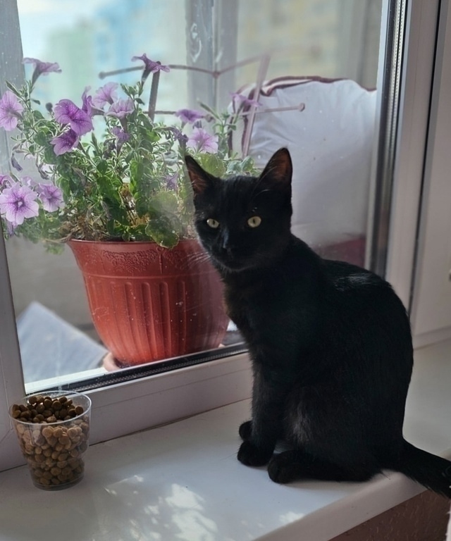 🖤 🐈Чёрныш в поисках своей семьи!🏠
Мальчику около п...