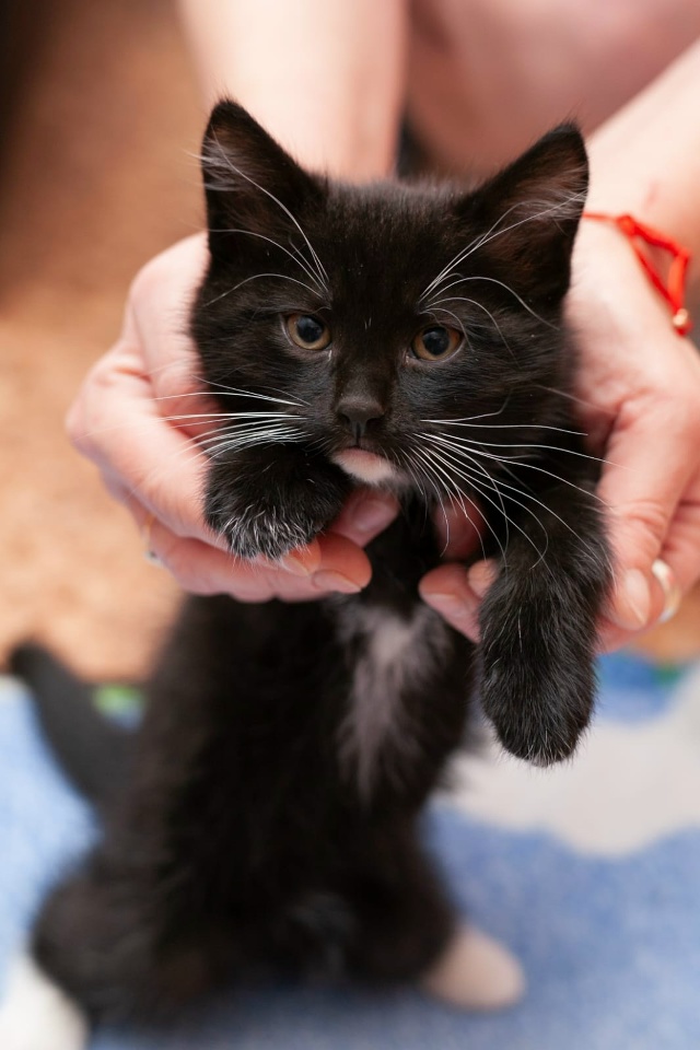 Подарите котятам шанс на жизнь в тепле и уюте!
Их детст?...