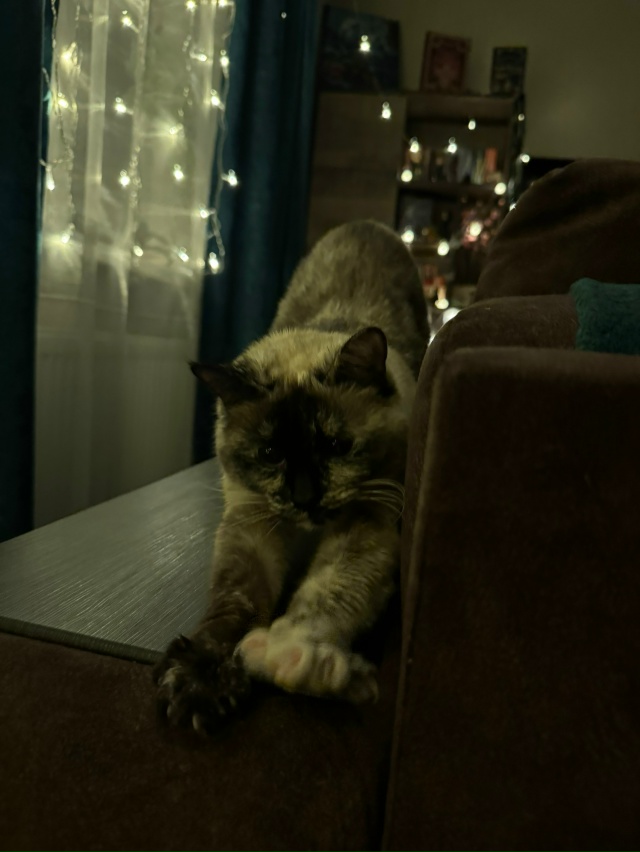 С первым днем зимы ❄️