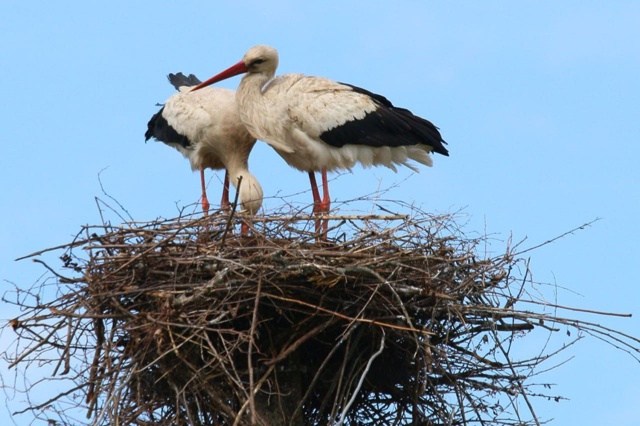 🪺В Башкирии орнитологи рассказали о первом случае гн?...