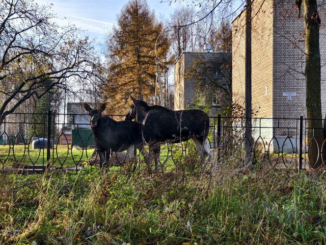 У 20 школы гуляет лосиха с лосенком 🦌