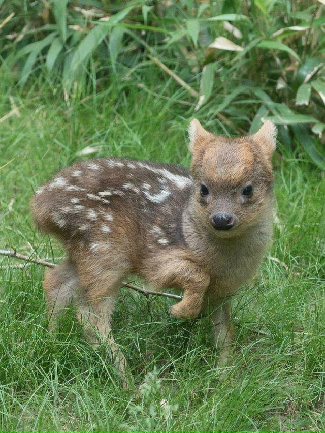 Милота дня: пуду — самый маленький олень на планете.
?...