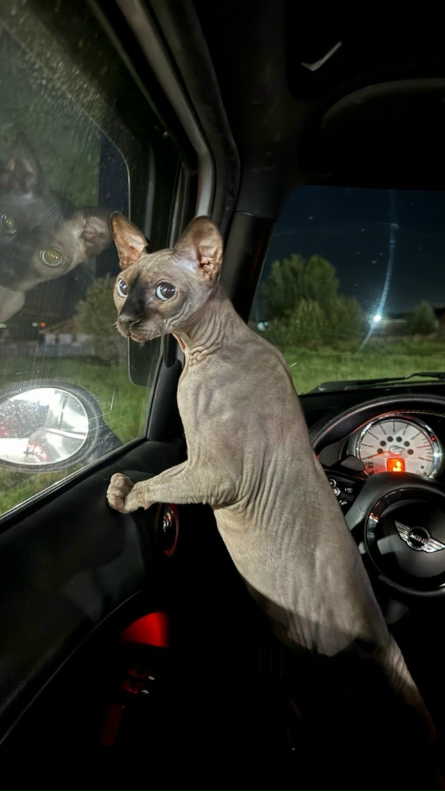 Пупок сегодня за рулем