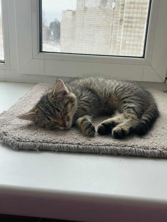 Предлагаю вашему вниманию крошку кошечку Карамелька,б...