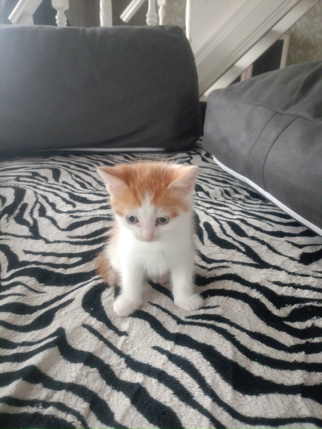 Котёнок 2 месяца, мальчик-кот, бодрый и здоровый, ест вс?...
