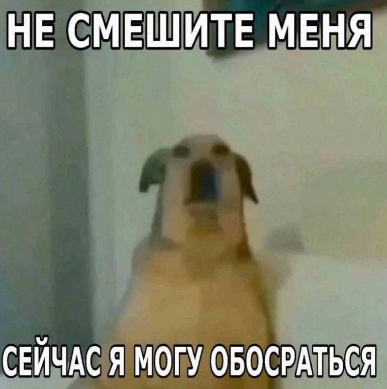 Мемббота, дамы и господа
В комменты с каждого по мему👇
