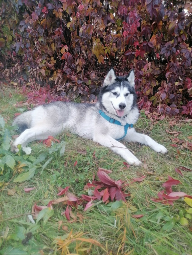 Потерялась собака 89510840243