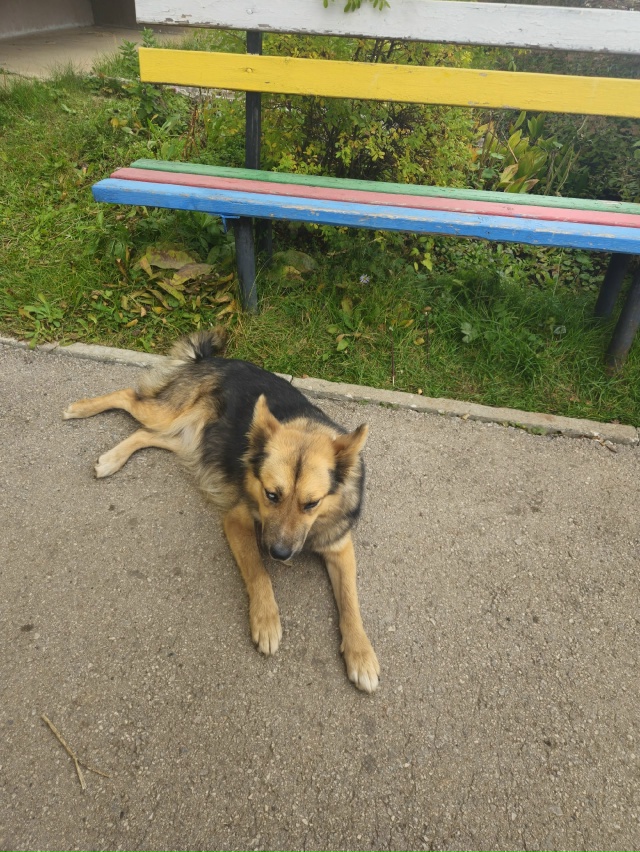 Животные
1. Потерялась собака, бегает по улице кольцев?...