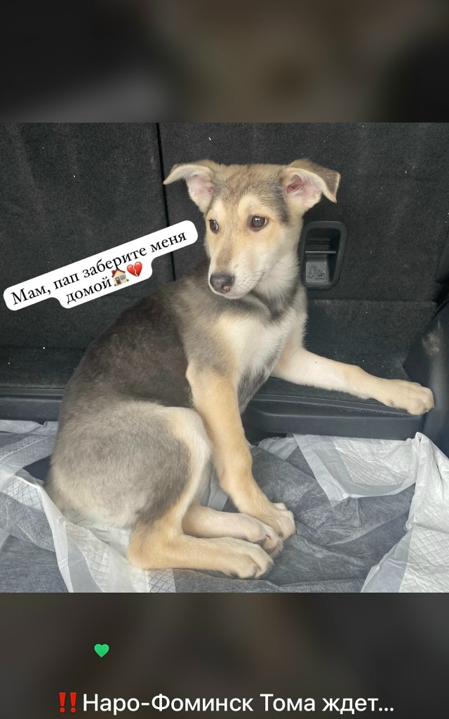 Можайск, Наро-Фоминск‼Ищут дом два 4-х месячных щенка. ?...