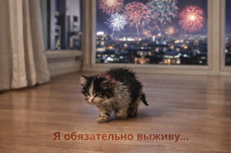 Новогодние салюты могут убить вашего питомца.
Громкие взрывы вызывают у животных сильный стресс и