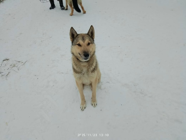 В селе Шалимово к дому прибилась лайка, молодая с ошейн...