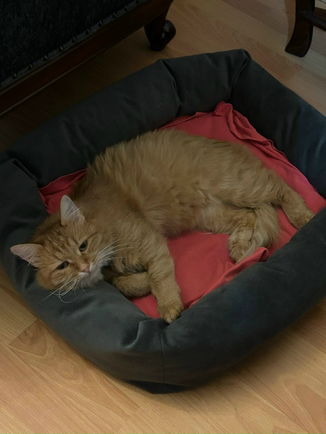 Добрый день! Ищем кота по кличке Том в районе Полевого ?...