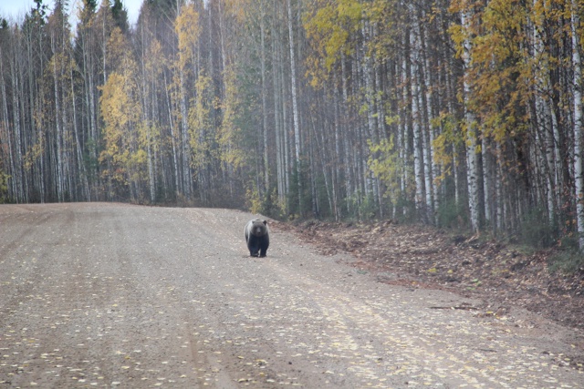 Водители вновь встретили бурого медведя на дороге вбл?...