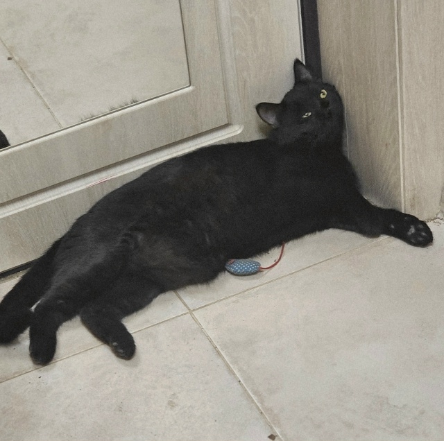 🖤 🐈Чёрныш в поисках своей семьи!🏠
Мальчику около п...