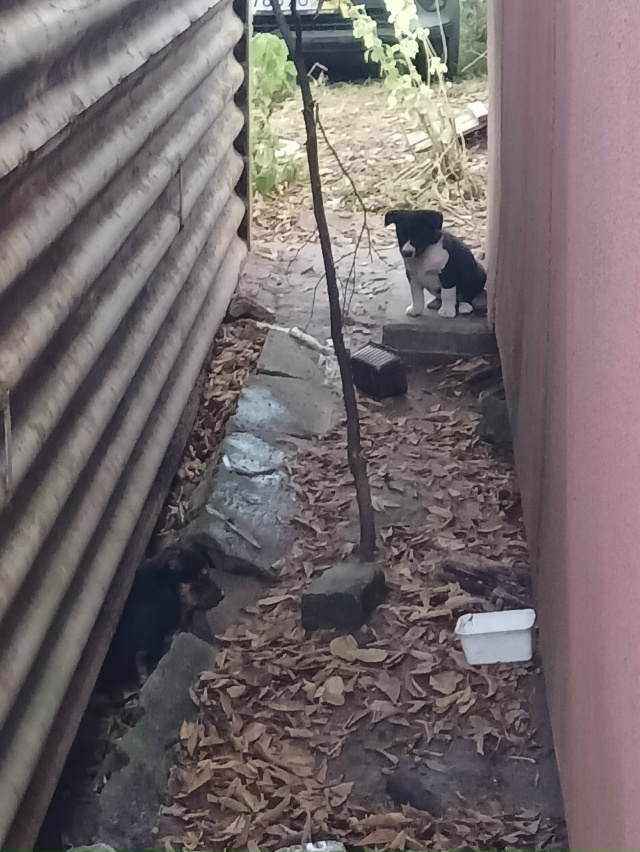 Малыши ищут дом. Живут в гаражах на улице. Может кто зна...