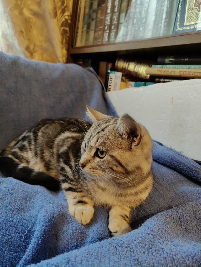 Помогаю информационно. На участке у пожилой женщины по...