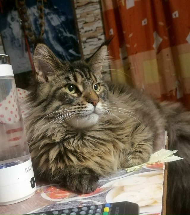 Чей котик мейкун! Ищут старых или новых ответственных ?...