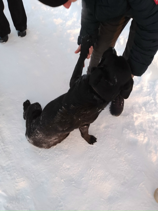 В районе улицы Комсомольская бегает кобель лабрадора ?...